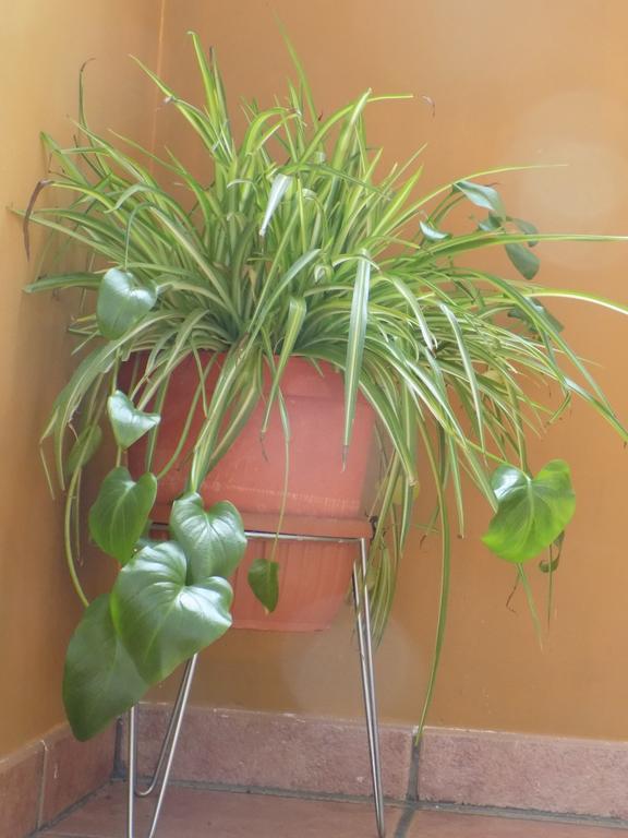 Apartamentos Casa Ferras Valderrobres Luaran gambar